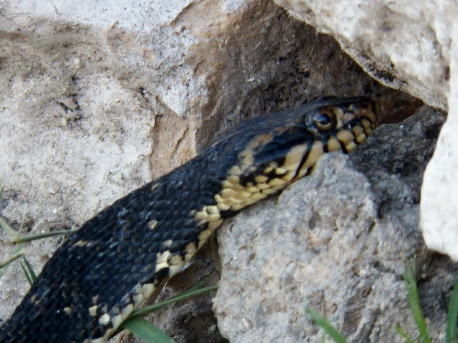 My Backyard Dirty Dribbles