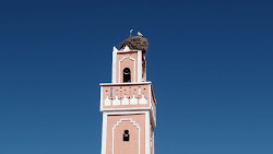 Les cigognes nichent sur les minarets