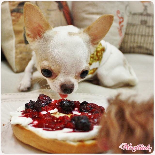 WOOFLINK Hip designer dog clothes What are you guys eating??