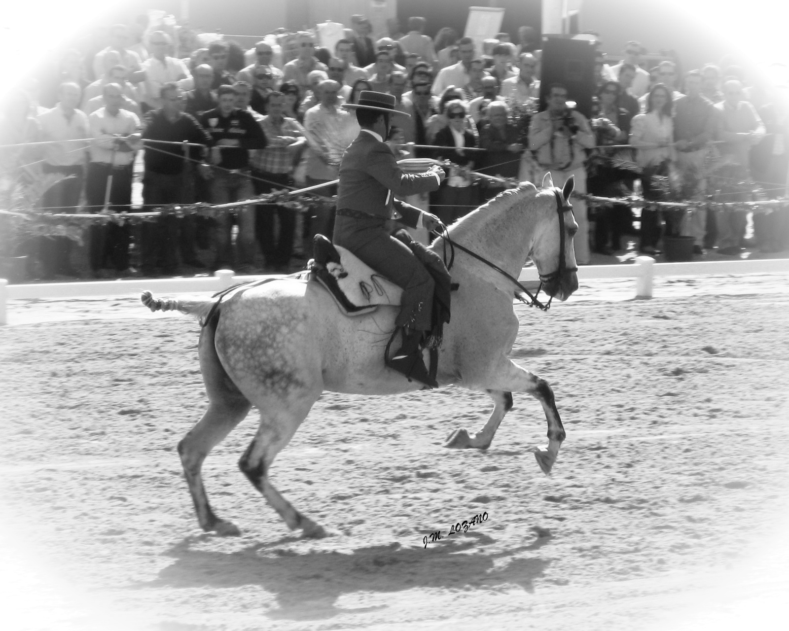 Fotos De Caballos En Blanco Y Negro - Fotografías en blanco y negro de caballos Posters en AllPosters
