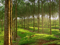 Pohon Karet