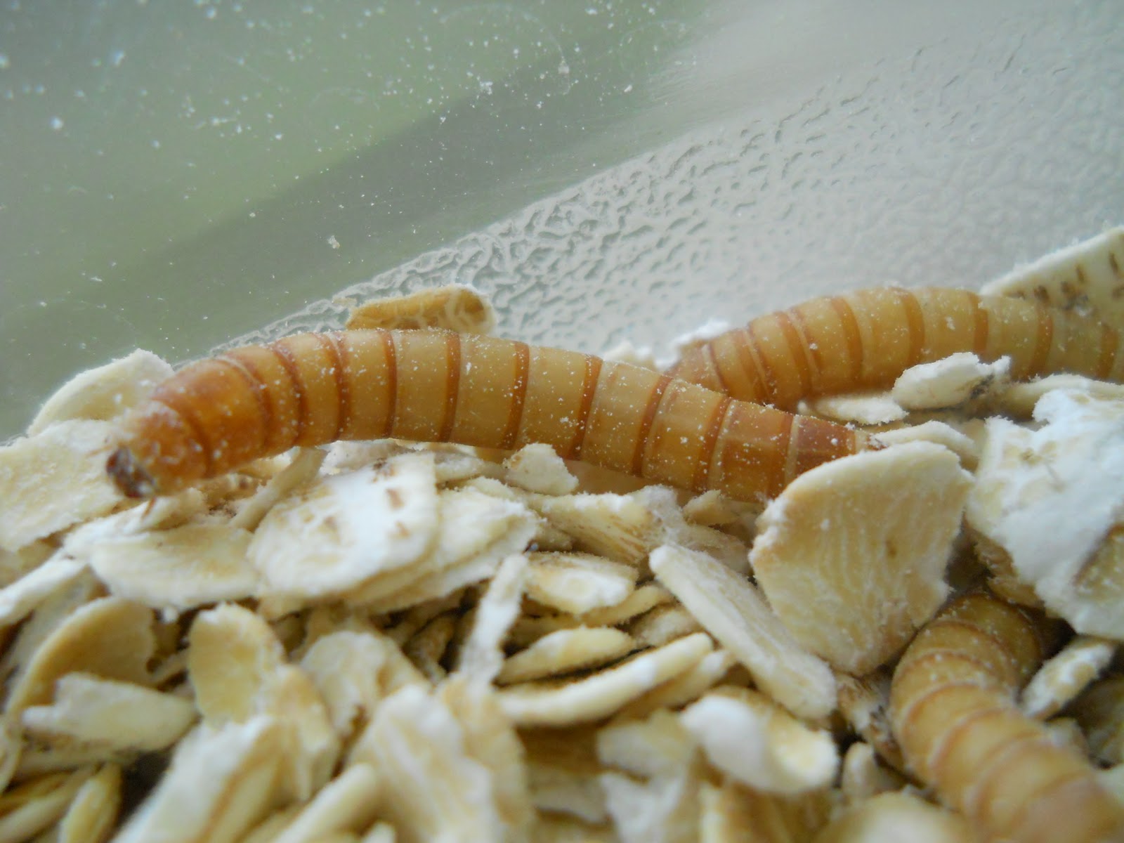 Mr. Carr's Grade 4 Class What Are Meal Worms?