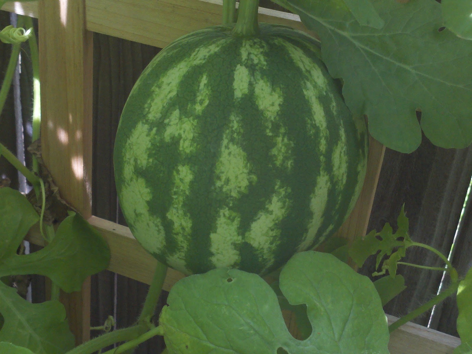 The Ambitious Gardener WATERMELON, PICKLE WORMS AND MORE