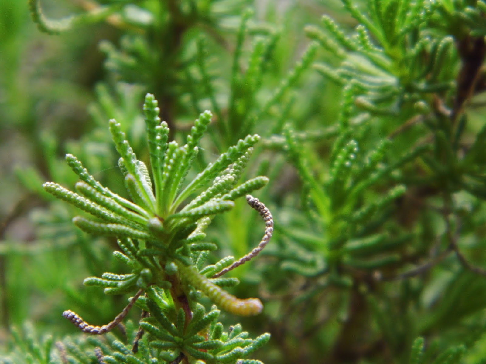 One Mother Hen Santolina The olive herb