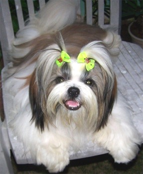 Shih+tzu+dogs+pictures