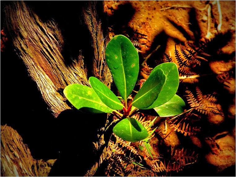 Compact Camera, Best Photo of the Day in Emphoka by Josi Pereira, Nikon Coolpix P80, https://flic.kr/p/n2MZNz Compact Camera, Best Photo of the Day in Emphoka by Josi Pereira, Nikon Coolpix P80, https://flic.kr/p/n2MZNz