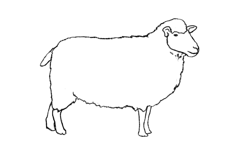 How To Draw A Sheep - Draw Central