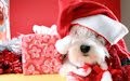 Perrito de peluche con regalos y escarcha de colores para Navidad