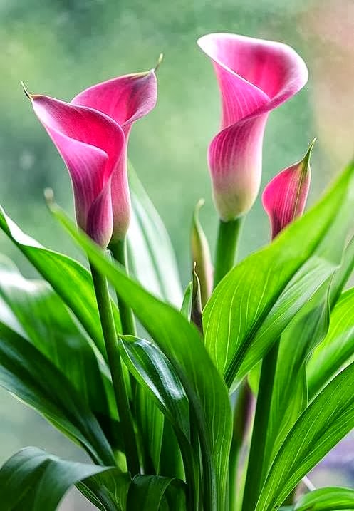 Sifat Mahmudah dan Mazmumah - Relaks Minda