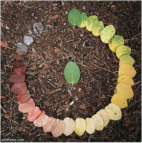 The life cycle of a leaf