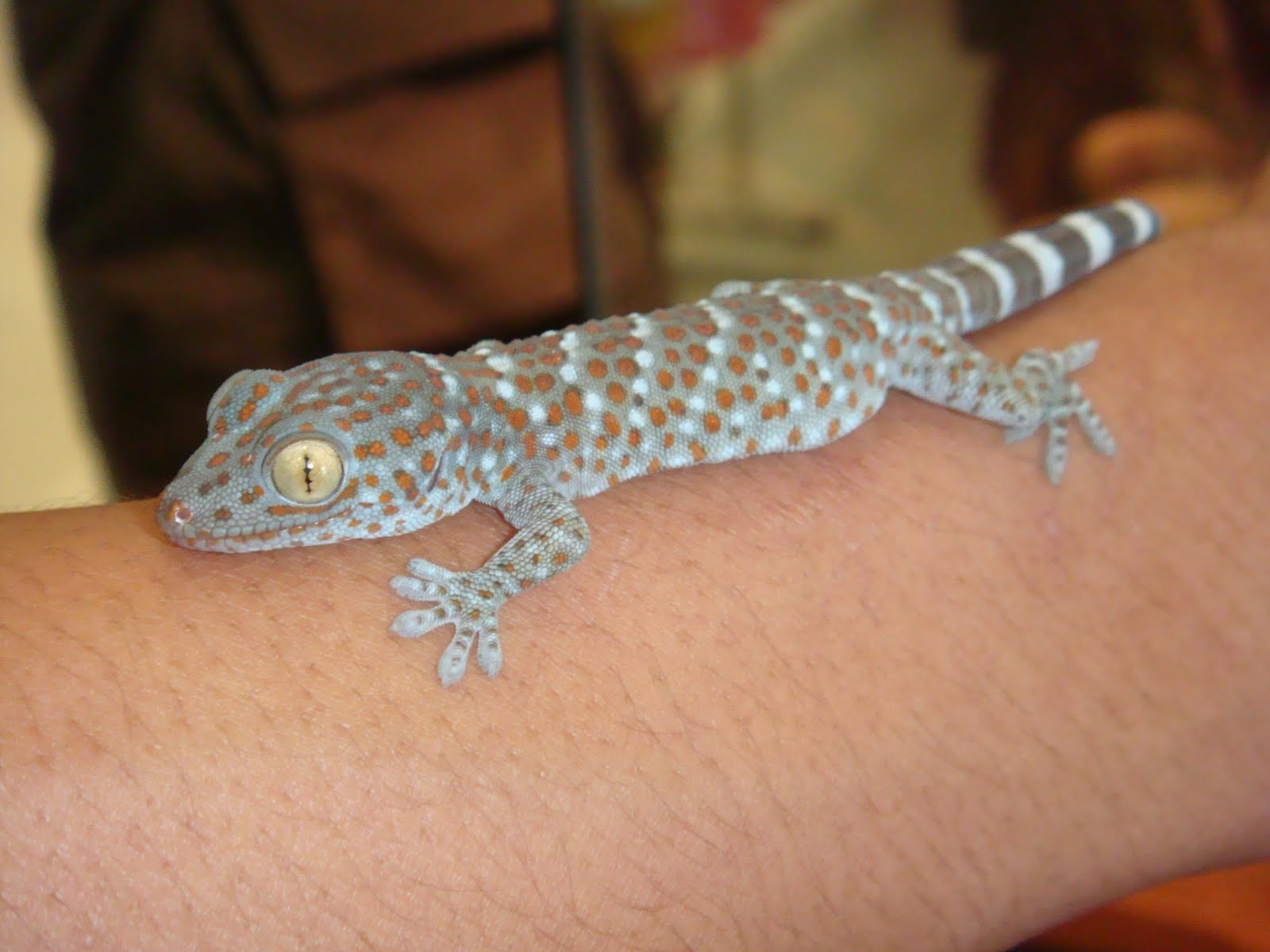 Exotic Pets Tokay Gecko cure for Aids?
