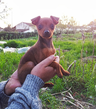 NICK, O MEU MACHO REPRODUTOR PINSCHER