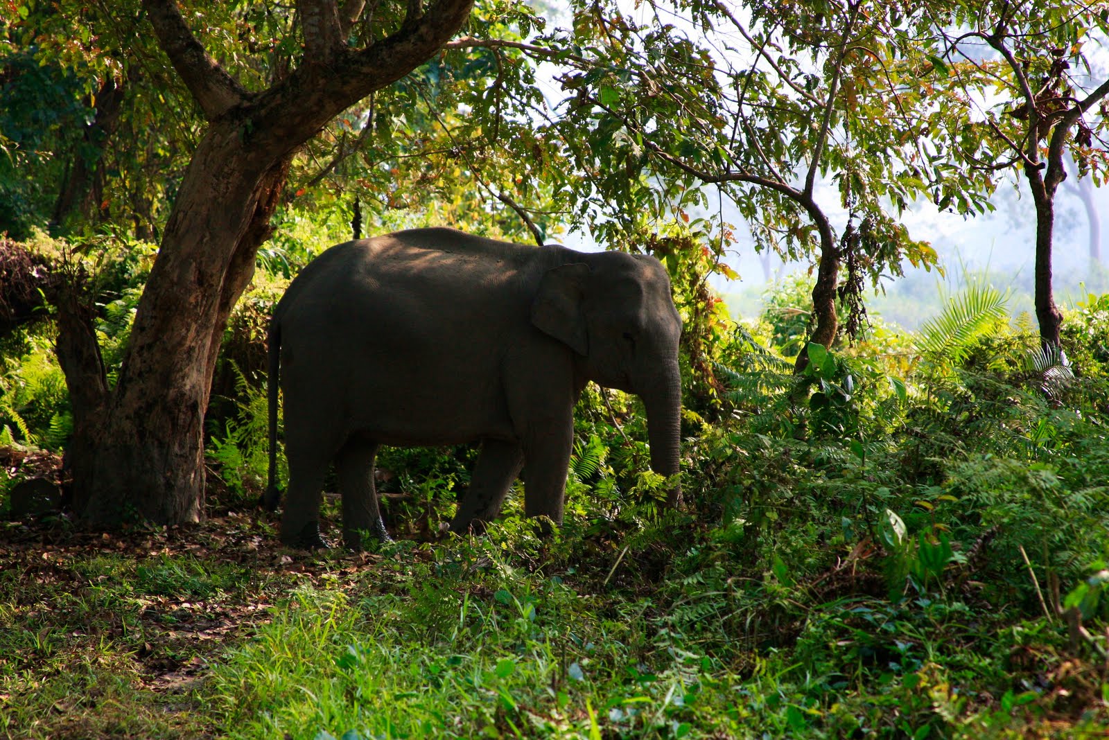 kaziranga elephant