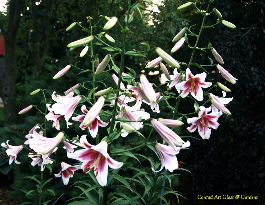 Hemerocallis and lily season 5 Conrad Art Glass & Gardens