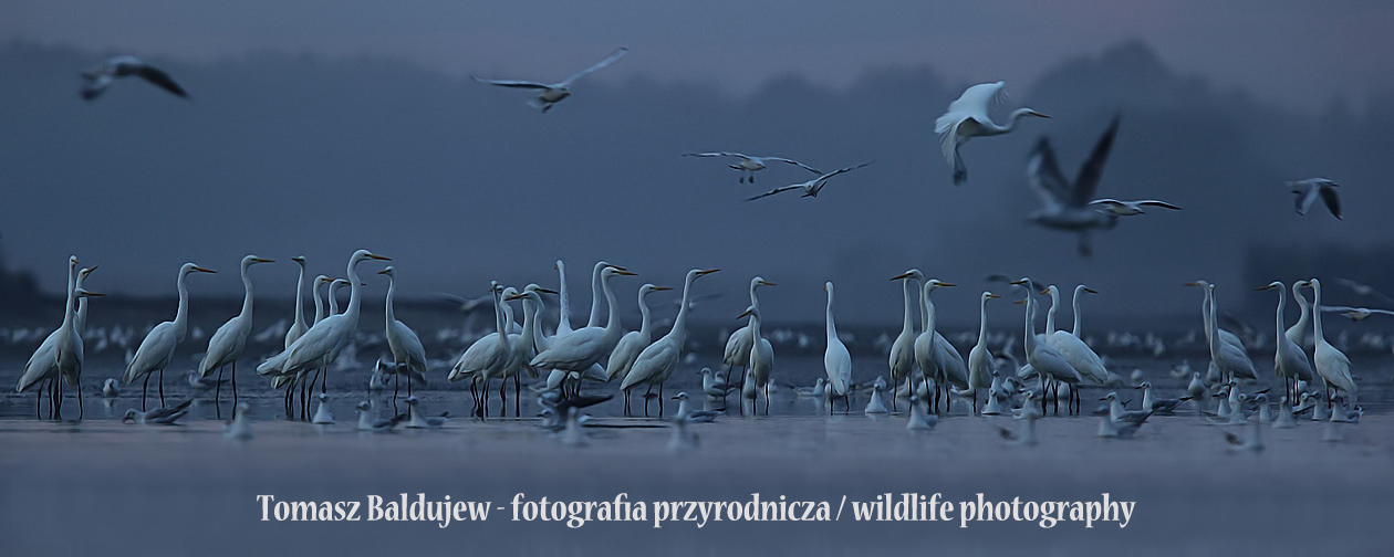 Tomasz Baldujew - fotografia przyrodnicza / wildlife photography