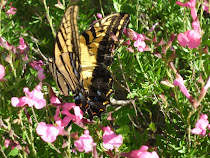 Migrating Butterfly