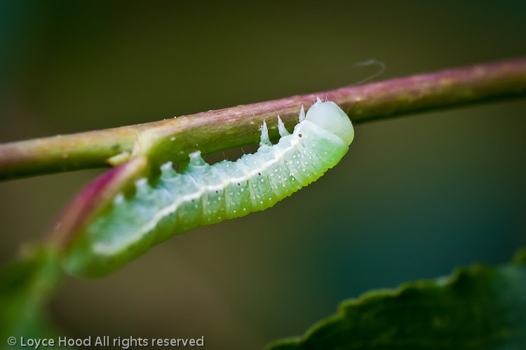 Photo of the Day Luna Moth Caterpillar