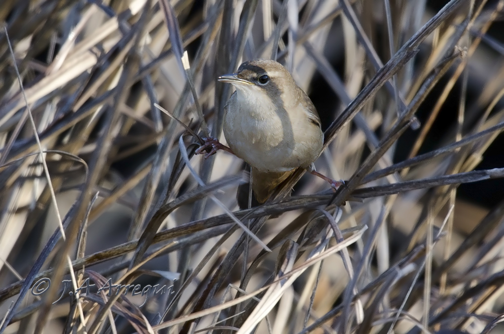 Buscarla unicolor, Locustella luscinioides, Savi´s Warbler Buscarla unicolor, Locustella luscinioides, Savi´s Warbler
