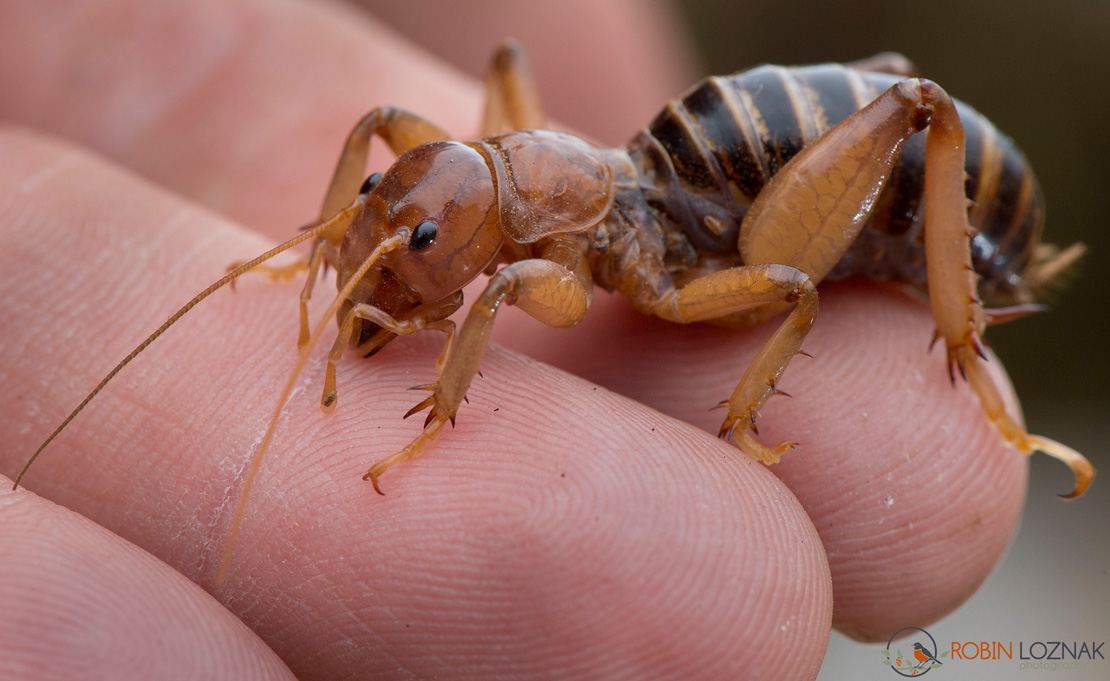 Oy!Chicago It sounds Jewish, but is it? Part 2