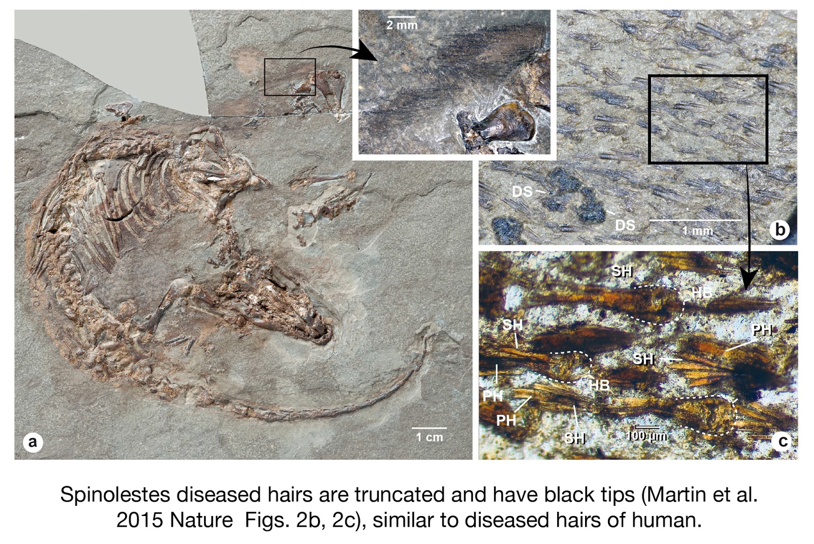 Species New to Science [PaleoMammalogy • 2015] Spinolestes