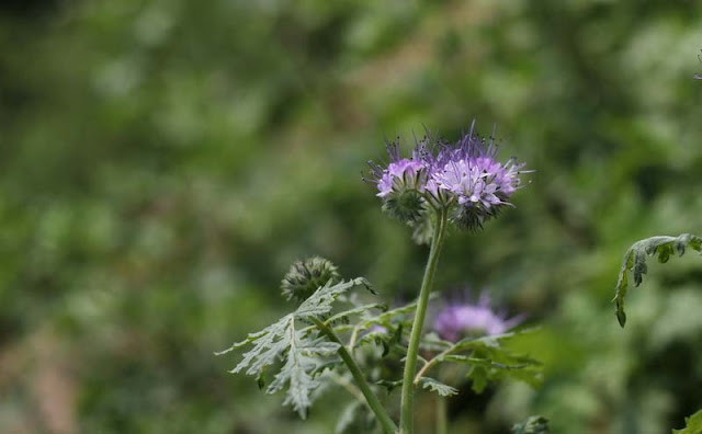 Phacelia Tanacetifolia Flowers Pictures