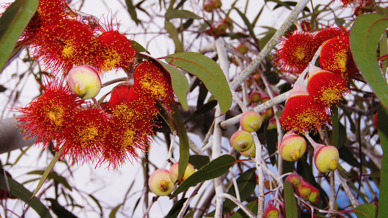 Melbourne Fresh Daily MELBOURNE STREET TREES 13