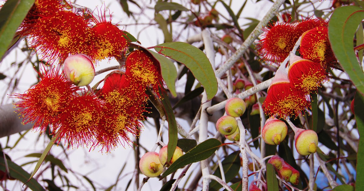 Melbourne Fresh Daily MELBOURNE STREET TREES 13