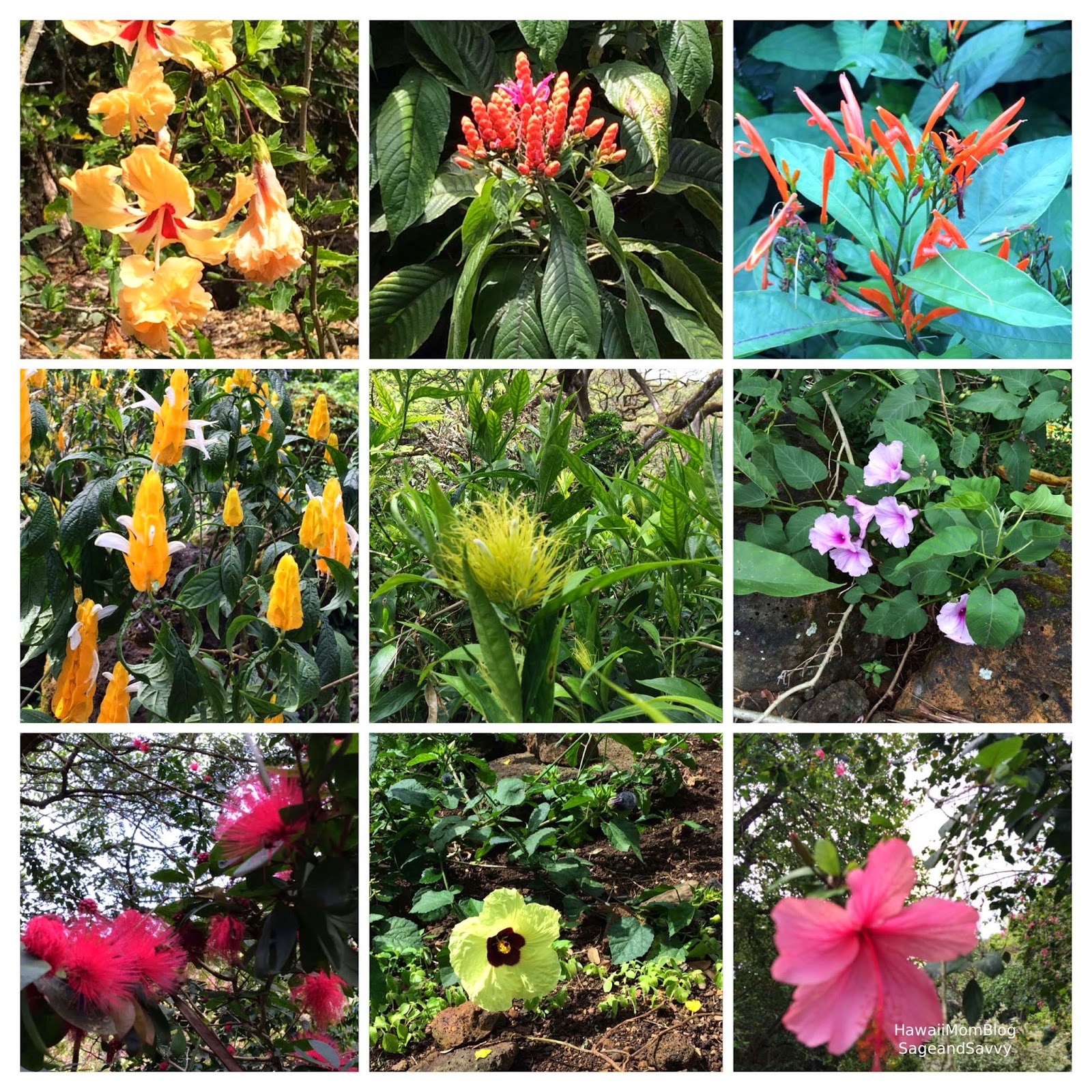 Hawaii Mom Blog Visit Oahu Waimea Valley