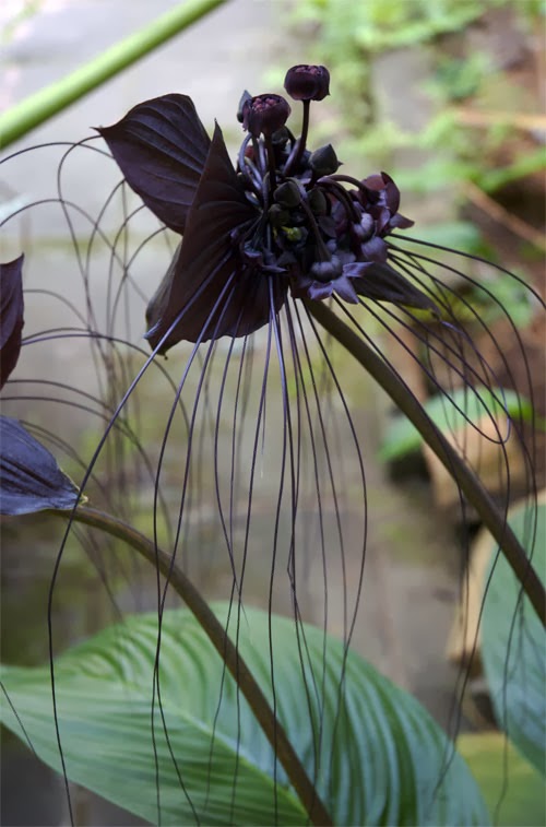 orchid east kalimantan flower flowers bat orchids indonesia exotic plant tacca di dark garden weird tropical papua flores native welcome