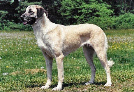 Anatole Dog Breed Anatole Dog Breed