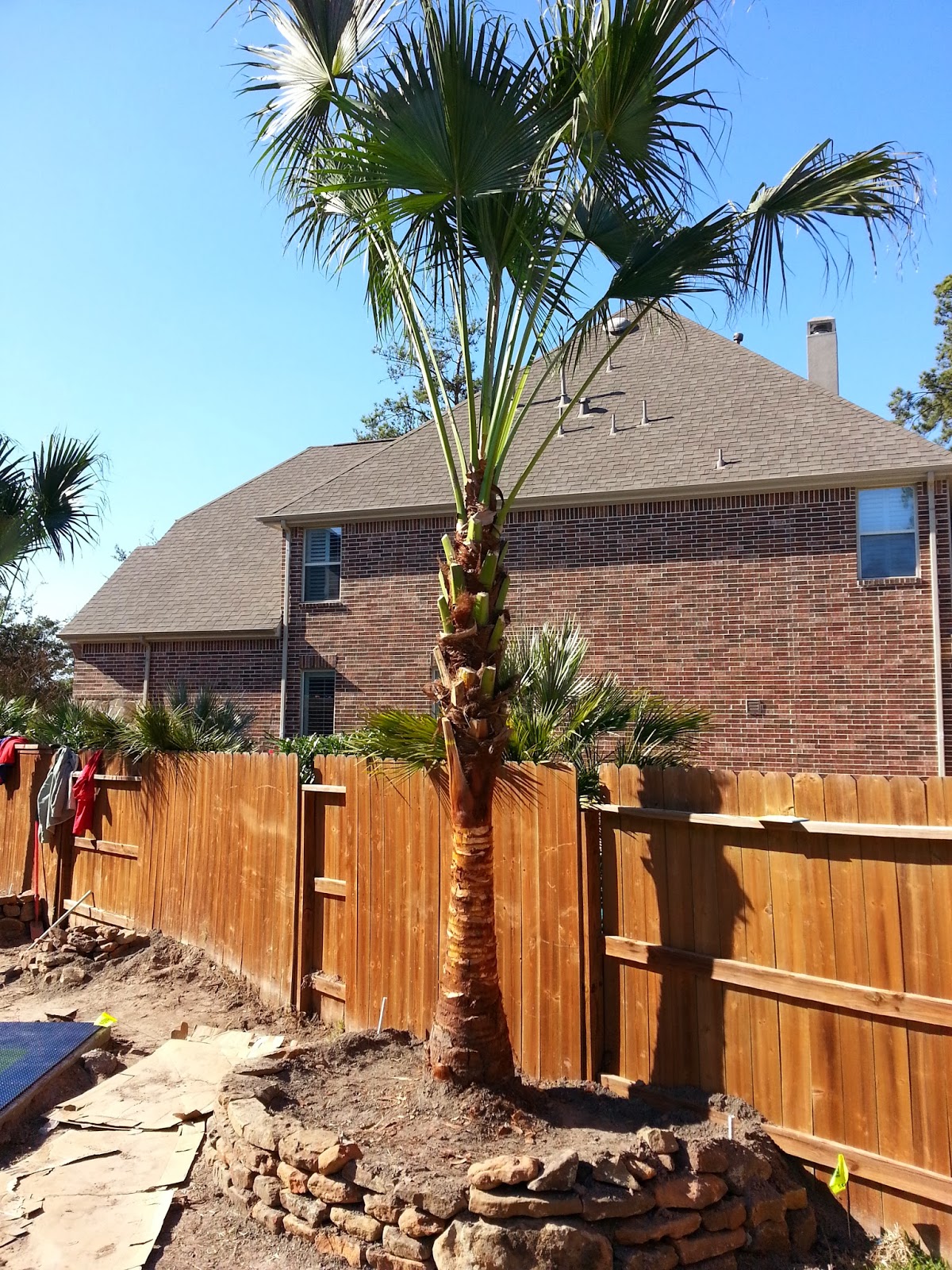Cold Hardy Palm Trees in Houston Palm Trees Delivered and Installed in Houston TX. We