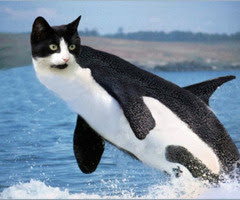 Funny+Orca+pics.jpg
