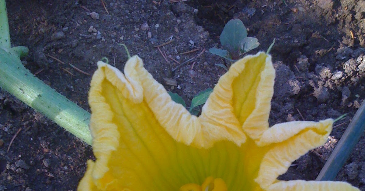 Giant Pumpkin Growing Tips From The Pumpkin Man 98 Degrees