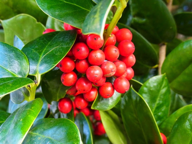 私の拾いもの クロガネモチ