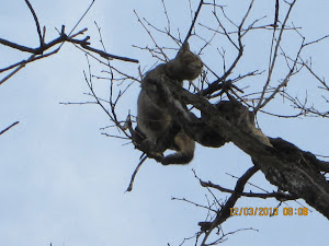 The Cornered cat on top of the last branch.