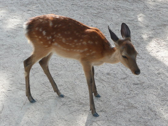 Awetya: Images Cute baby deer pictures-free deer pictures