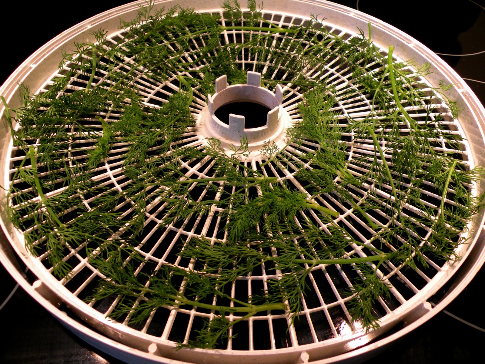 Linn Acres Farm: Drying Fresh Dill Leaves Using a Dehydrator