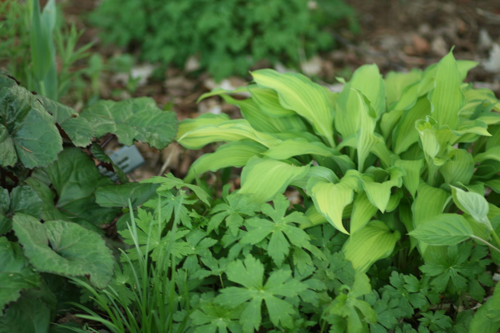 Cheesehead Gardening Hosta of the Day 'Pineapple Upsidedown Cake'