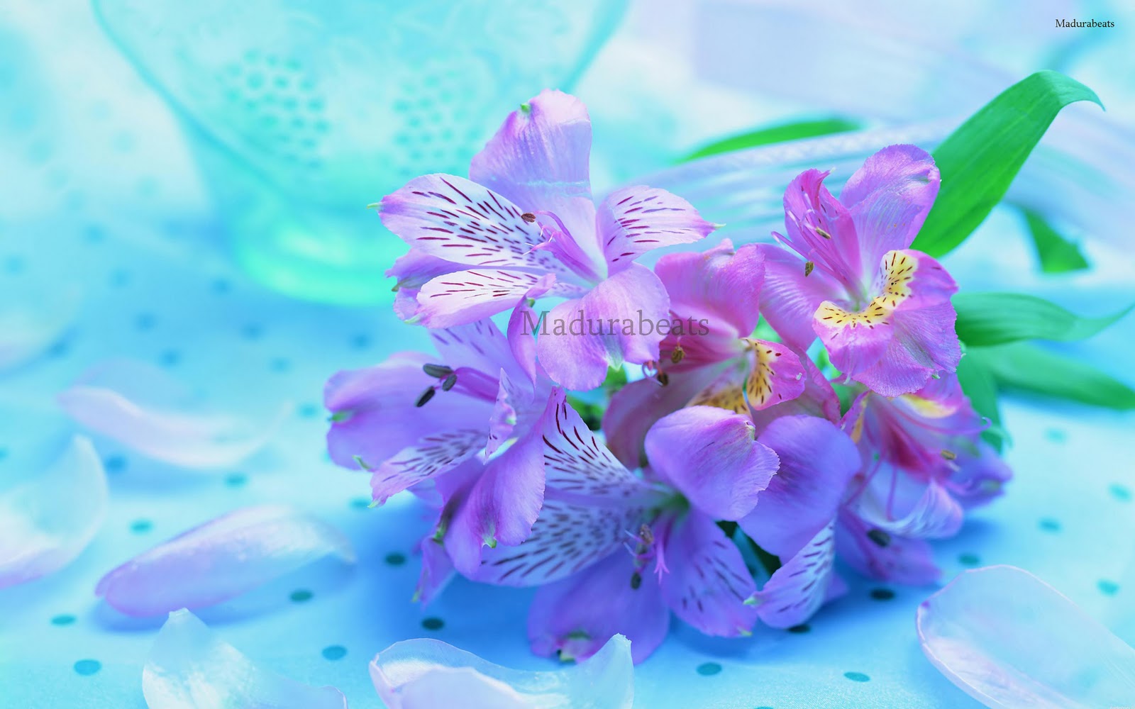 Colorful Real Flowers