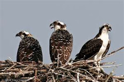 Osprey family at the nest