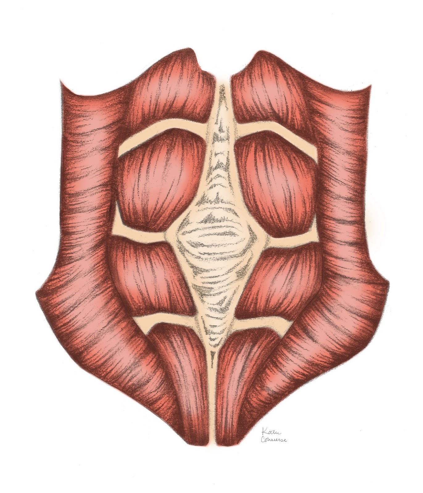 MomBod Fitness Splinting vs. Belly wrap or postnatal belt?