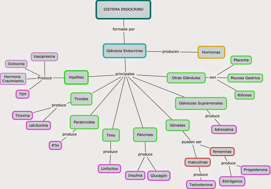 Esquema del aparato endocrino