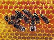 Honey Used in  Wound Care