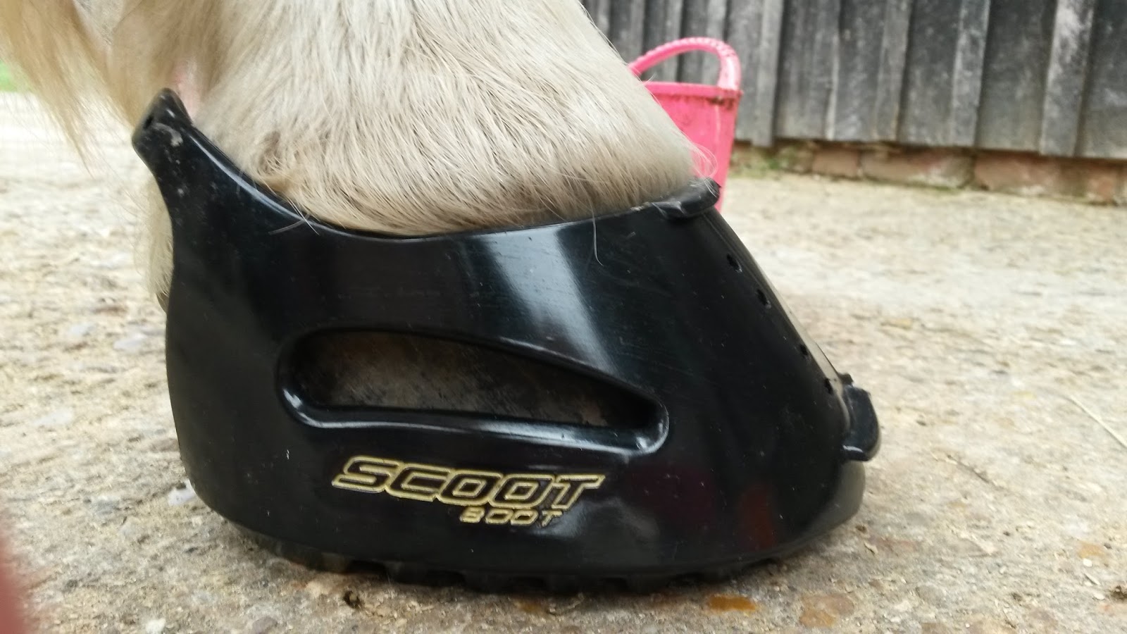 Haflingers tail Scoot boots fit trial