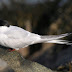 Isabelline Shrike + Artic Tern