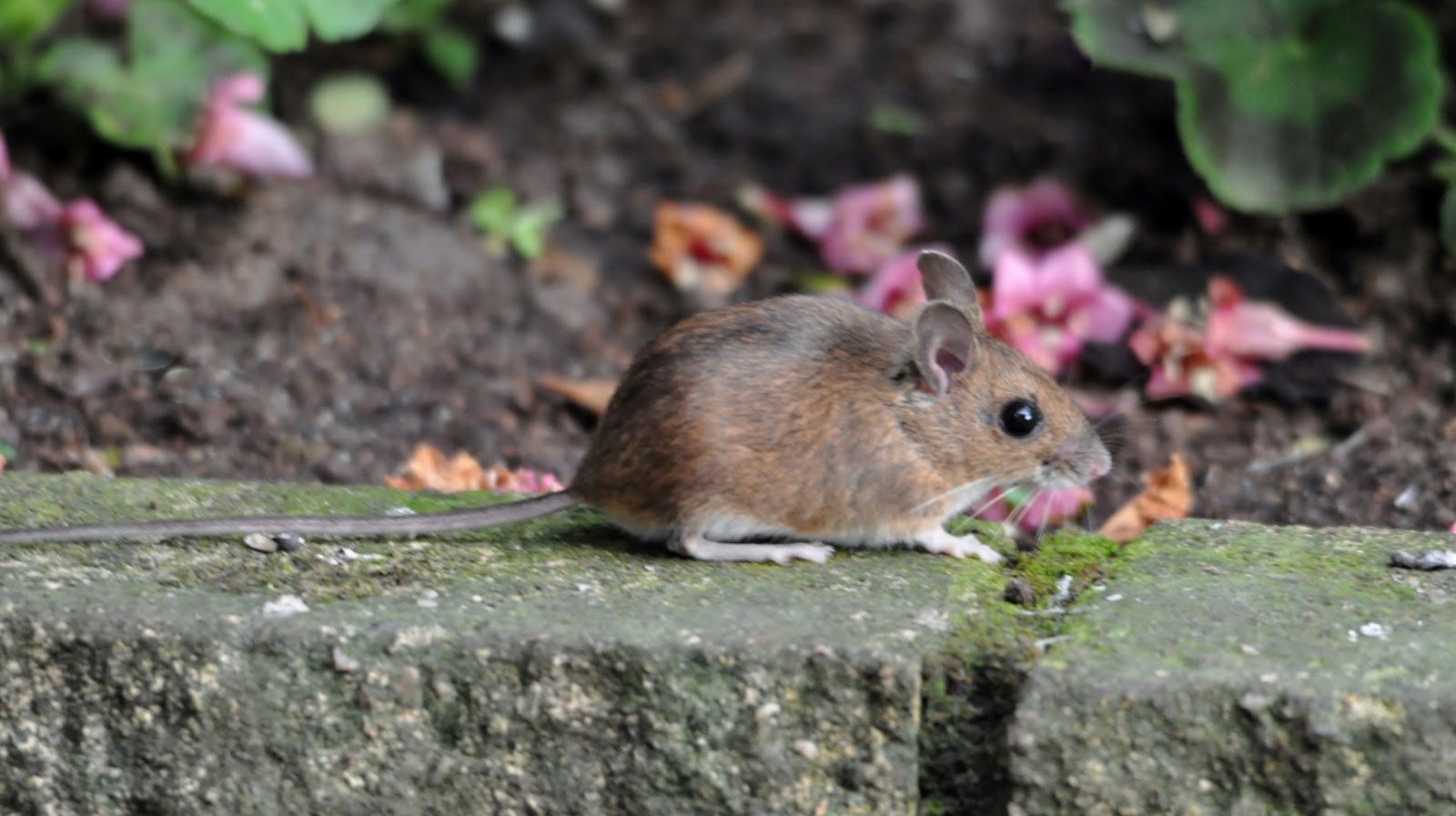 rambles with a camera: My little garden Wood Mouse is very active in