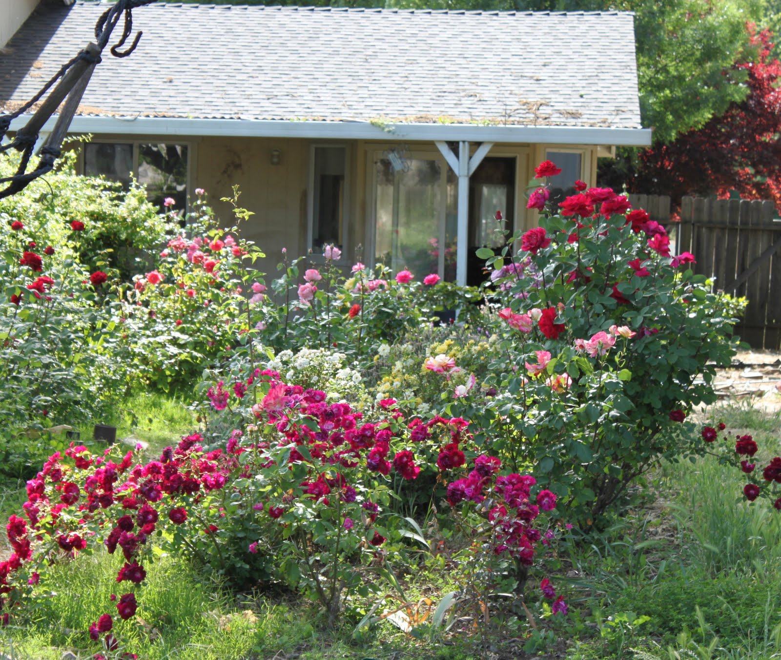 cottage with roses