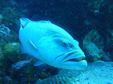 Friendly Grouper