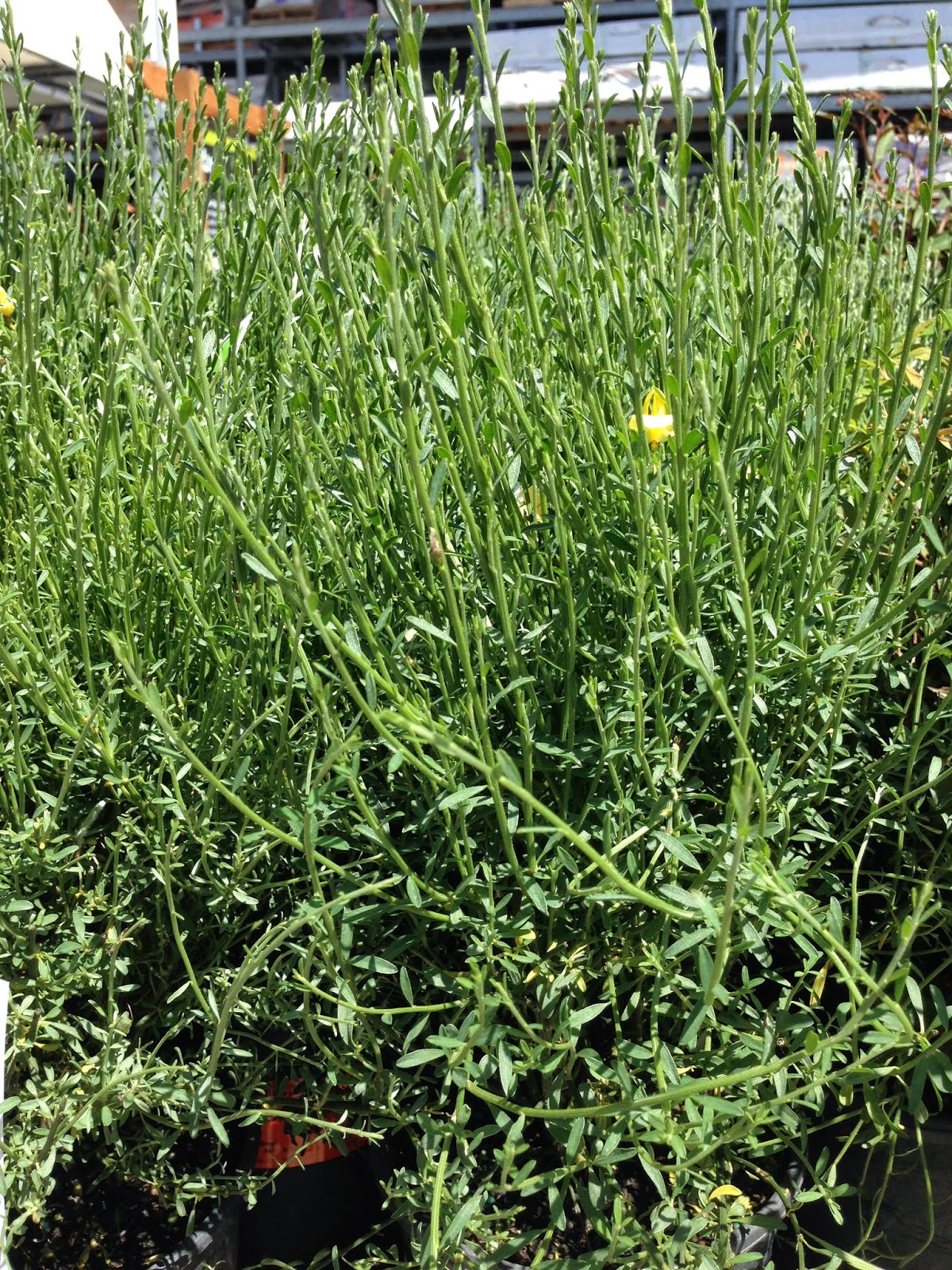 Cytisus Or Ulex Seasonal Foraging In The Sun