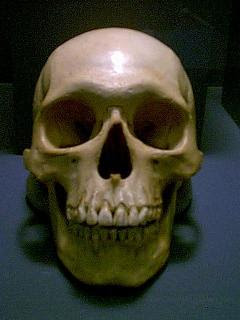 skull mongoloid skulls machine group anthropology